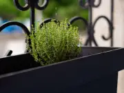Keep herb pots alive during UK heatwave with one simple change: expert tip