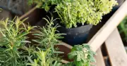 Keep herb pots alive in heatwaves with one easy grouping trick