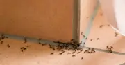 Keep insects out of your home with 35p Tesco white vinegar