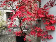 Keep Japanese Maple Leaves Red with This Simple Soil Addition