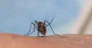 Keep mosquitoes out with 30p lemon and clove repellent