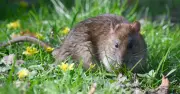 Keep Rats Out of Gardens Without Spending a Penny: 3 Simple Steps