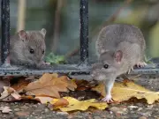 Keep Rats Out of Your Home This Summer with a 36p Asda Product