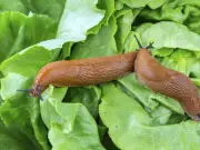 Keep Slugs and Snails Out of Your Garden with These Tips
