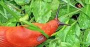 Keep Slugs Away from Gardens with Natural Bran Barrier for £1.49