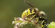 Keep Wasps Away in July with One Unexpected Garden Decoration