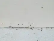 Kill Ants at the Source with 5p Trick That 'Really Works' to Eliminate Nest