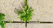 Kill Patio Weeds Permanently with Boiling Water – Simple Method