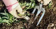 Kill Weeds Without Digging or Chemicals Using Cardboard Mulch
