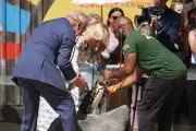 King Charles and Queen Camilla Join Penguin Health Check at London Zoo