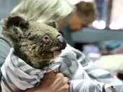 Koala Sperm and Eggs Frozen to Save Species from Chlamydia Threat