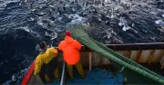 Labour 'sold out' UK fishermen, EU vessels harvest stocks, Adam Smith Institute report says
