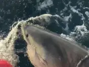 Largest Great White Shark in Atlantic Heading to Cape Cod