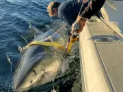 Largest male great white shark resurfaces, may head to popular beaches