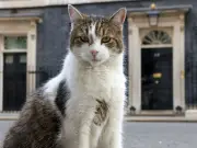 Larry the Cat: Downing Street's Chief Mouser Faces New Dog Axel