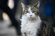 Larry the Cat to Stay as Chief Mouser Despite Starmer's Departure