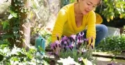 Lavender and Rosemary Thrive with Gravel Soil Addition in Summer