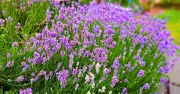 Lavender Blooms Better in July with Gravel, Not Fertilizer