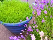 Lavender Blooms Bigger with Gravel, Not Fertiliser in July