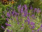 Lavender Reblooming: Simple July Pruning Task for Better Flowers