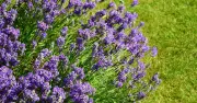 Lavender Will Bloom Again in August with This Simple Pruning Task This Weekend
