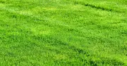 Lawn Care in July: Water at 10am for Greener, Thicker Grass