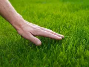 Lawn Expert July Tips: Water Twice Weekly at 10am for Green Grass
