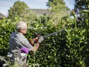 Lawyer Explains Legal Rights in Neighbour Dispute Over Garden Shrubs