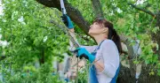 Lawyer: What to Do If Neighbour's Tree Overhangs Your Garden