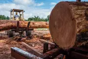 Legal Logging and Saplings Buck Deforestation Trend in Guatemala