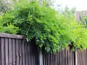 Legal Rights for Neighbour's Tree Branches and Roots in Your Garden