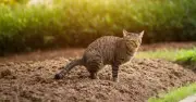 Legal Rights If a Neighbour's Cat Keeps Pooing in Your Garden