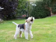 Legal Rights: Neighbour's Dog Barking Too Much