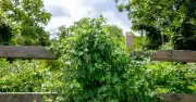 Legal Rights on Cutting Neighbour's Hedge in UK: What You Need to Know