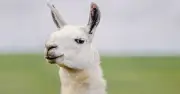 Llama vs Alpaca: Key Differences Explained by Experts