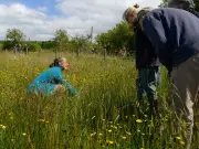 Llŷn Peninsula's Drought-Resistant Meadow Restoration Network Grows