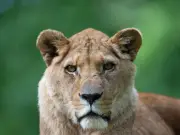 Longleat Safari Park Mourns Death of Queen Lion Jasira at 20