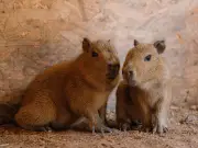 Longleat Safari Park Welcomes First Capybara Pups in Park History