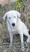 Loyal Dog Who Stopped Traffic to Save Injured Friend Seeks New Home