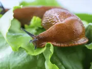 Make a £1.49 Natural Barrier to Keep Slugs Out of Your Garden