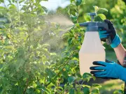 Make a 50p garlic spray to banish slugs and aphids from your garden
