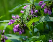 Make Your Own Plant Feed from Comfrey and Garden Weeds