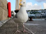 Man Accused of Punching Seagull in Front of Children in Cornwall
