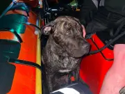 Man and Dog Found Cowering Under Dinghy After Falling into Loch Lomond