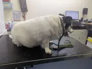 Man Banned from Keeping Animals for 15 Years After Obese Dogs Seized