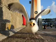 Man Charged After Using Live Seagull as Weapon in Oban Assault