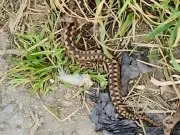Man Hospitalised After Adder Hiding Under Sofa Bites His Foot