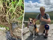 Man rushed to hospital after adder bite at home in Cornwall