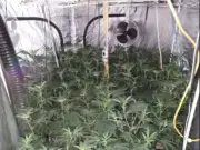Man sentenced after police find cannabis factory in Cardiff home following tip-off