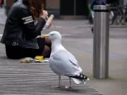 Man Sought for Punching Seagull in Front of Children in Cornwall